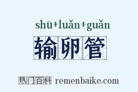 输卵管是什么意思的图片